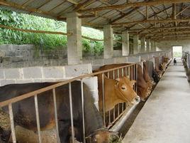 下南菜牛 下南菜牛