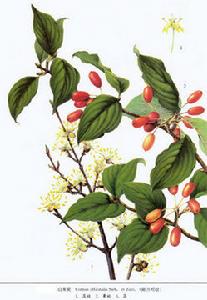 敷貼腳氣藥 敷貼腳氣藥