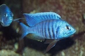 本氏槳鰭麗魚 本氏槳鰭麗魚