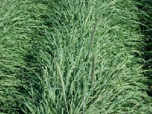 冬牧70黑麥 冬牧70黑麥