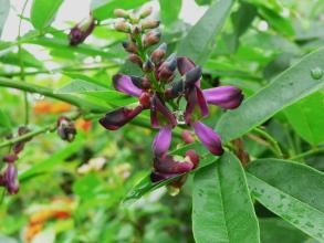 雲南崖爬藤（原變種）