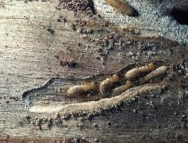 濕木白蟻 濕木白蟻