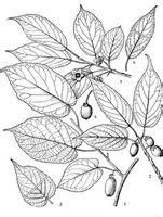 無髯獼猴桃 無髯獼猴桃