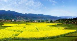 蓮花油菜花節 蓮花油菜花節