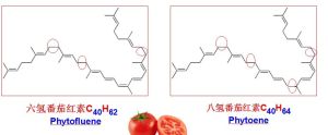 多氫番茄紅素分子結構