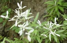 薄雪火絨草小頭變種 薄雪火絨草小頭變種