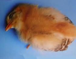 禽亞利桑那菌病