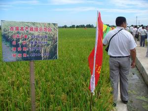 陵兩優268 田間表現