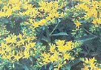 匐莖佛甲草 匐莖佛甲草