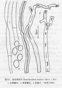 島生異擔子 島生異擔子