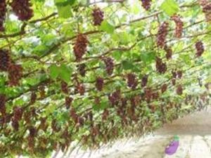 張家灣鎮葡香苑園藝場