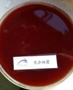 光合細菌菌種 光合細菌菌種
