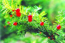 紫杉[紅豆杉目紅豆杉科植物]