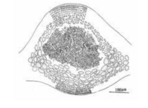 廣東擬伊藻 廣東擬伊藻