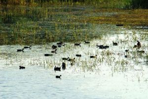 輝河保護區 輝河保護區