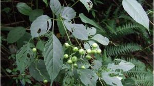 狹葉崖爬藤（原變種）