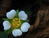 無子草莓 無子草莓