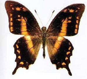 褐鉤鳳蝶