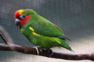 雙眼無花果鸚鵡