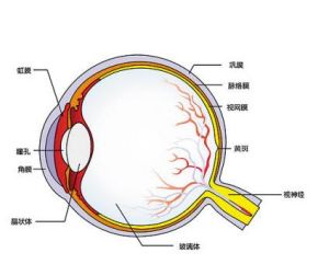 眼睛結構