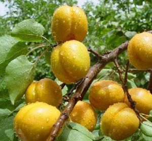 試管紅光2號 試管紅光2號