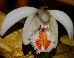 白花獨蒜蘭 白花獨蒜蘭