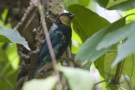 銀背唐加拉雀 銀背唐加拉雀