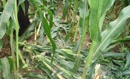 高陵縣強姦案 高陵縣強姦案