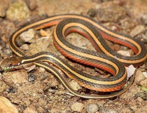 台北腹鏈蛇 台北腹鏈蛇