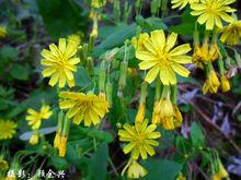 顧餘興原創《黃瓜菜》攝影圖冊