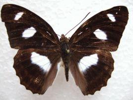 點叉蛺蝶 點叉蛺蝶