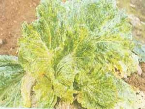 白菜花葉病毒病 白菜花葉病毒病