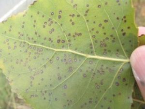 楊樹褐斑病 楊樹褐斑病