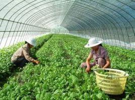 高塘村[廣東省陽江市陽春市合水鎮高塘村]