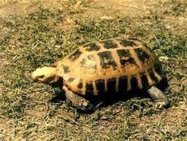 緬甸陸龜 緬甸陸龜