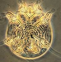 羊疥蟎病 羊疥蟎病