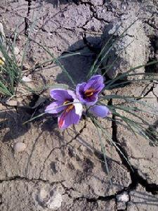 藏紅花種球 藏紅花種球