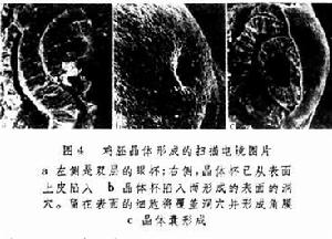胚胎誘導作用