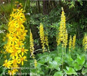 翅柄橐吾 翅柄橐吾