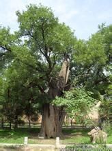 吳橋唐槐 吳橋唐槐