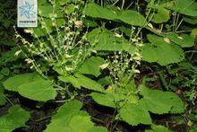 黃花鼠尾草[植物]