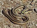 束帶蛇屬(Thamnophis)，束帶蛇的一種。