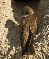 剛果沙燕 剛果沙燕