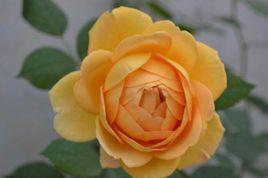 黃金慶典 黃金慶典