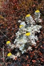 棉毛女蒿 棉毛女蒿