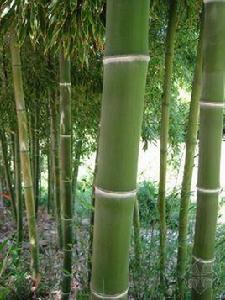 澡溪毛竹 澡溪毛竹