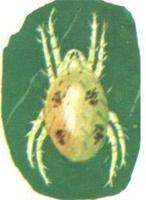 六點始葉蟎 六點始葉蟎