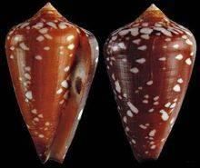 棕紅芋螺 棕紅芋螺