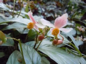 窄檐糙葉秋海棠