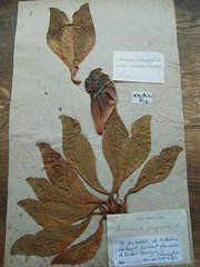 栗色紫瓶子草 栗色紫瓶子草